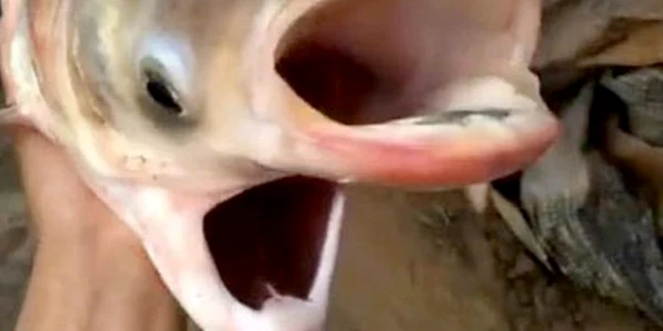 pestele cernobil crap mutant foto captura video twitter