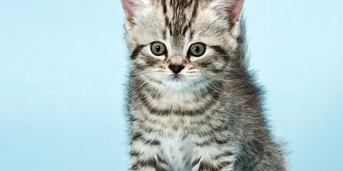 Animalul a suferit arsuri grave şi a murit