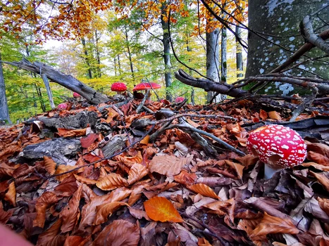Amanita Muscaria  Foto Daniel Guță ADEVĂRUL  (3) jpg