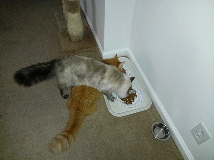 
    Nu îi place deloc când stăpânul îi spune să nu mai stea pe tastaturăfoto: Reddit  