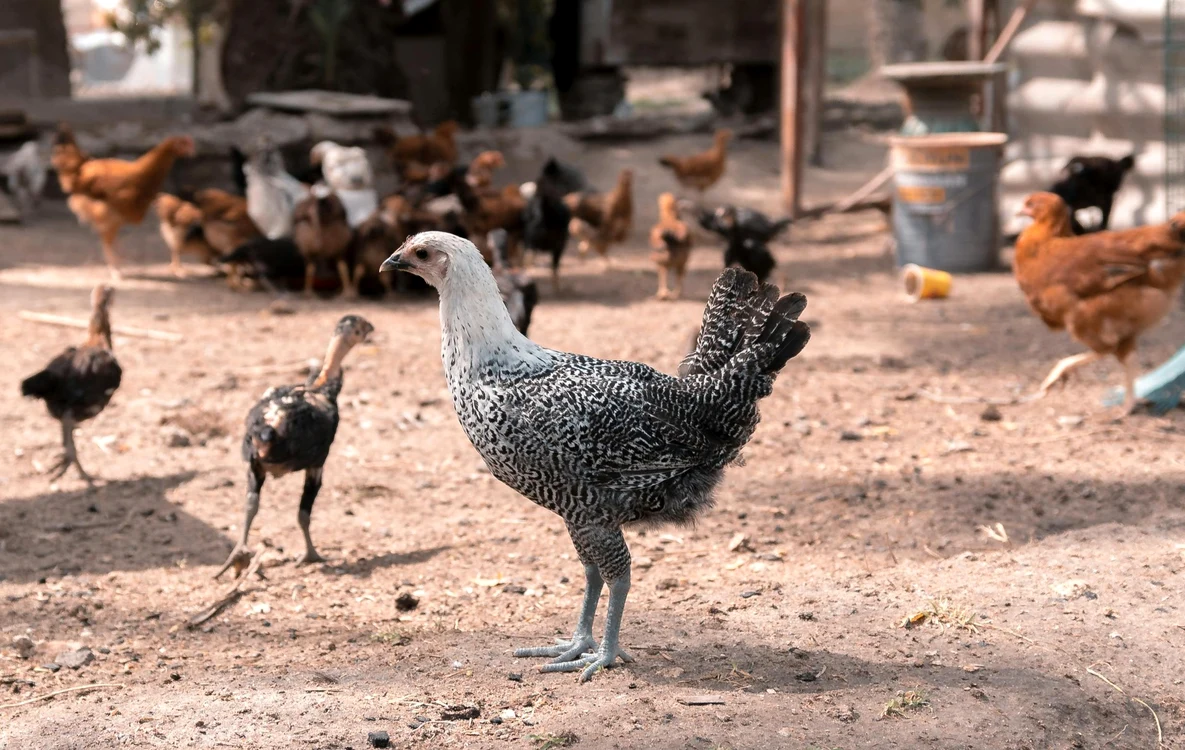 Câte animale pot crește românii care locuiesc la țară sau la oraș / foto: Pexels