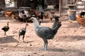 animale curte pexels jpg