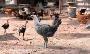 animale curte pexels jpg