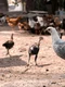 animale curte pexels jpg