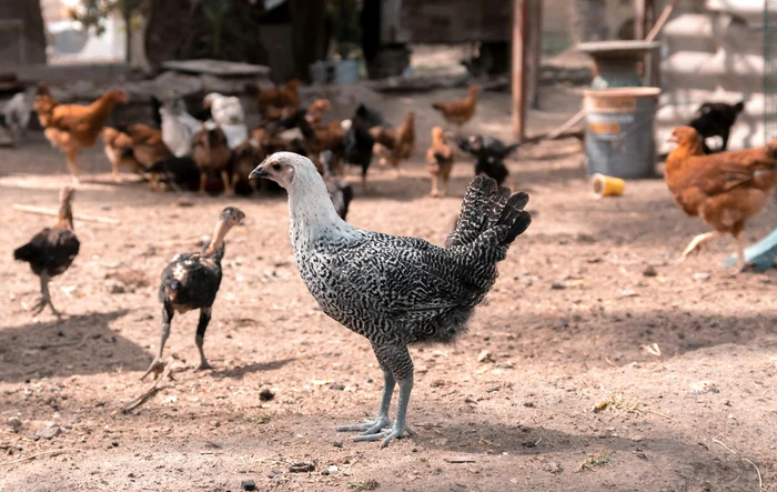 Câte animale pot crește românii care locuiesc la țară sau la oraș / foto: Pexels