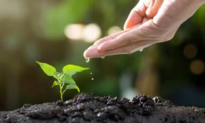 soil 8080788 1280 jpg