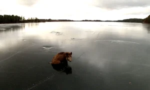 boar saved frozen lake jpeg