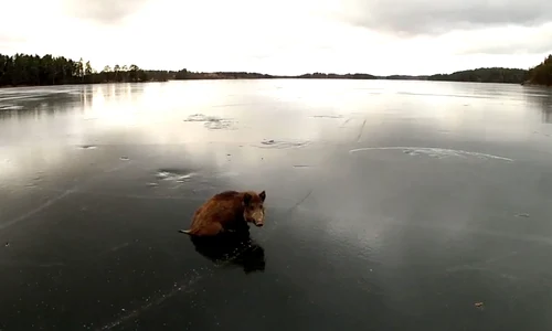 boar saved frozen lake jpeg
