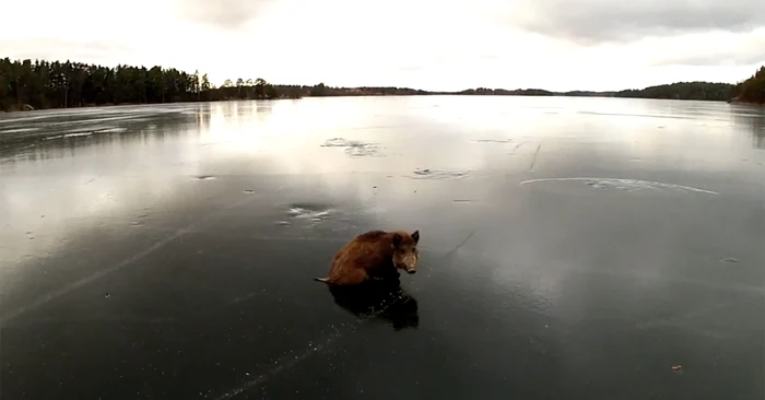 
    Mistreții au rămas izolați pe o insuliță din cauza lacului inghețat imposibil de traversatFoto Mashable.com  