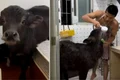 bivol animal companie jpg