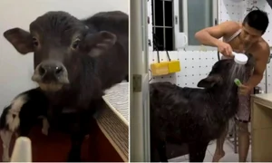 bivol animal companie jpg