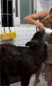 bivol animal companie jpg