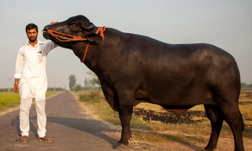taur jpeg
