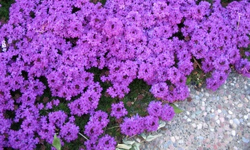 1 72230 original jpg jpeg