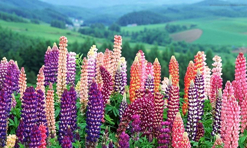 1 84111 original jpg jpeg