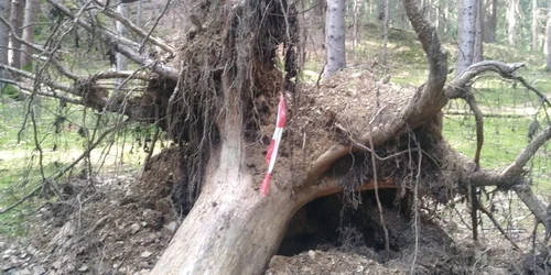 Roman in coliba forestiera in Austria foto neue.at