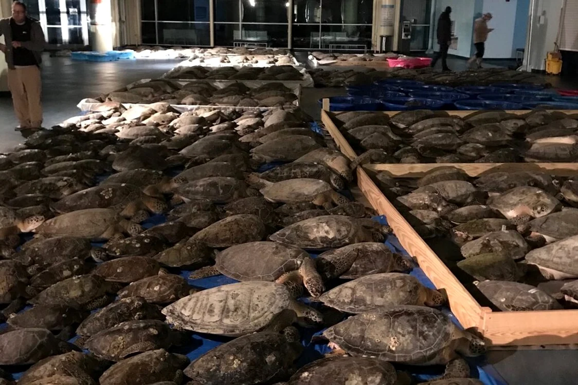 
    3.500 de țestoase au fost salvate de locuitorii Texasului Sursă foto: Captură video   