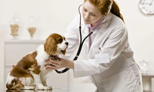 medici veterinari aniversare jpeg