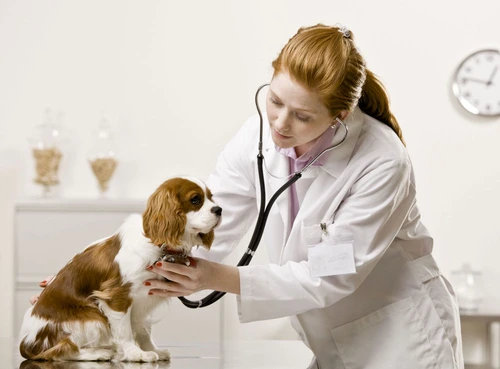 În fiecare an, la data de 15 Mai, se sărbătoreşte Ziua Naţională a Medicului Veterinar. În România, sunt aproape 10.000FOTO: adevarul.ro