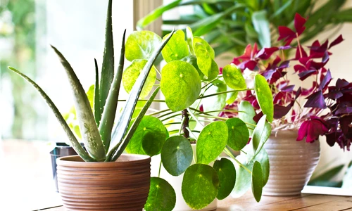 1 shutterstock 702959287 jpg jpeg