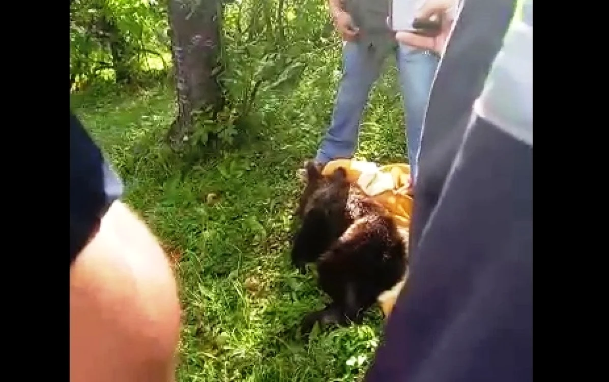 Ursul a  fost tranchilizat de un medic veterinar şi ulterior eliberat pe Valea Runcului.