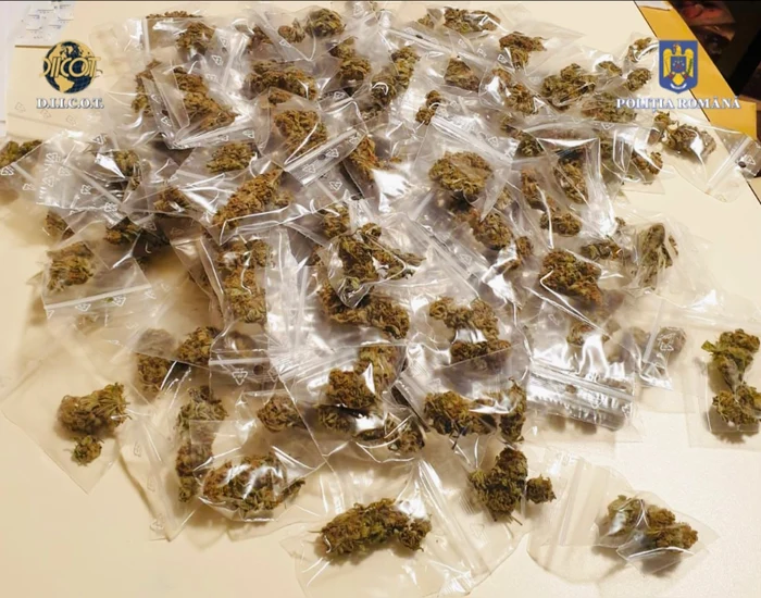 Cannabis descoperit la descinderi FOTO DIICOT