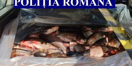 calarasi peste confiscat de politisti foto politia romana