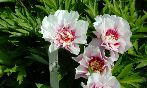 1 69518 original jpg jpeg