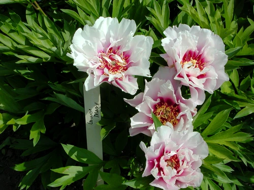 1 69518 original jpg jpeg