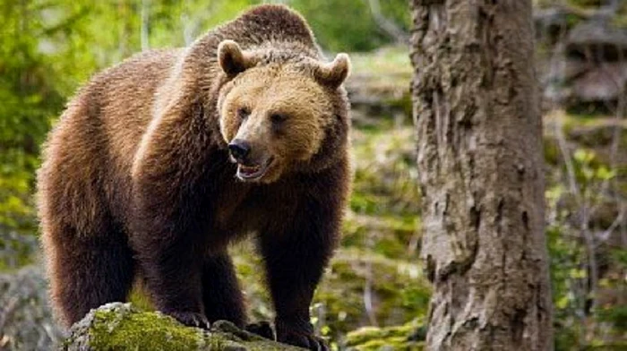 Un bărbat atacat de urs în judeţul Vrancea a ajuns la spital. Animalul a fost găsit mort FOTO news.ro