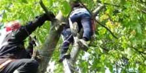 Creanga i-a  căzut în cap  şi bărbatul a decedat 