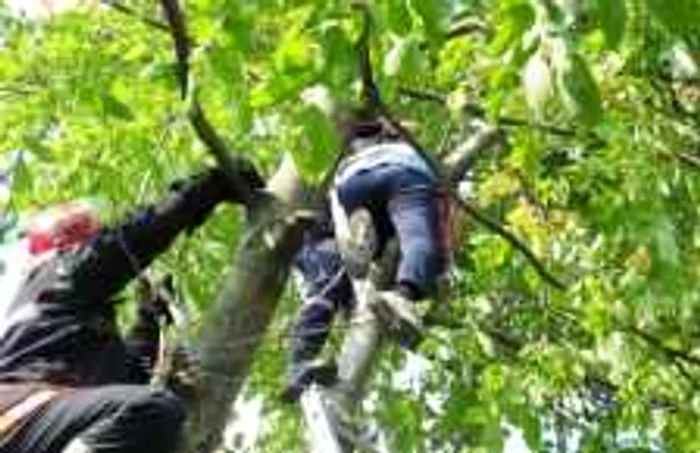 Creanga i-a  căzut în cap  şi bărbatul a decedat 