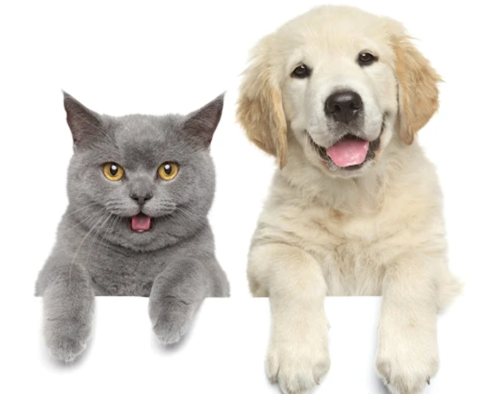 Pisicile și câinii vor fi sterilizați gratuit în cabinetele veterinare