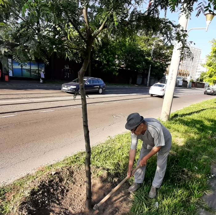 Pensionarul îngrijeşte câte cinci copaci în fieacare an, sursa: C.M