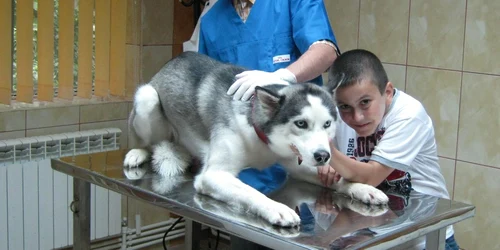 Medicii veterinari acordă o atenţie sporită patrupedelor