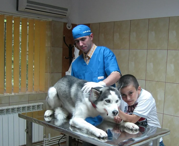 Medicii veterinari acordă o atenţie sporită patrupedelor