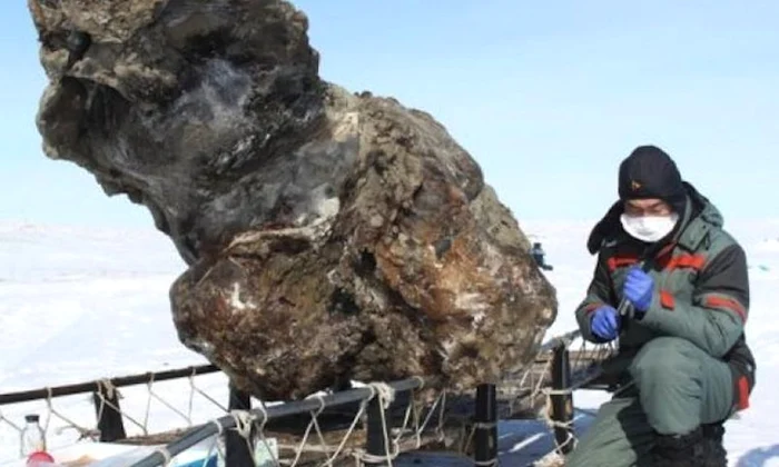 Cercetătorii ruşi au descoperit sânge în interiorul unui cadavru de mamut jpeg