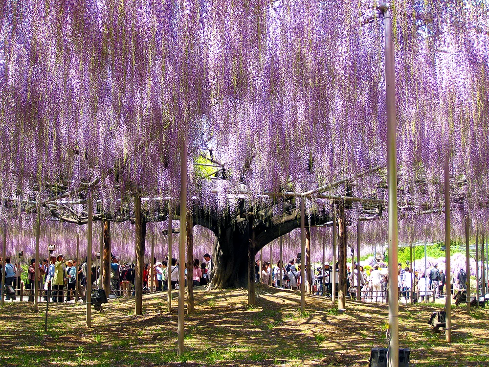 1 wisteria trellises in ashikaga jpg jpeg