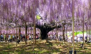 1 wisteria trellises in ashikaga jpg jpeg