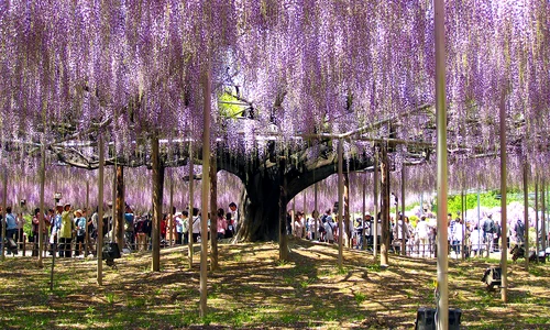 1 wisteria trellises in ashikaga jpg jpeg