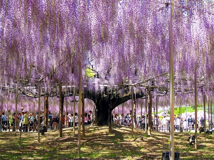 1 wisteria trellises in ashikaga jpg jpeg