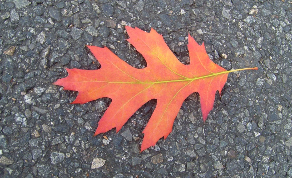 Foto: wikimedia commons