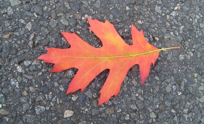 Foto: wikimedia commons
