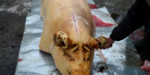 porc
