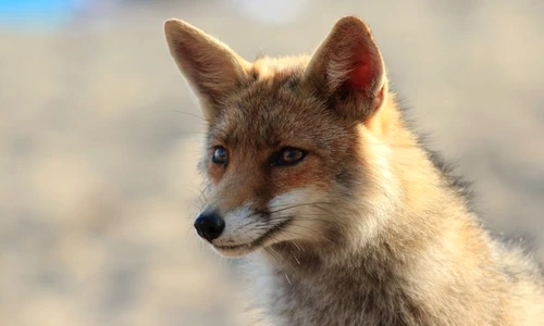 curiozităţi despre vulpe jpeg