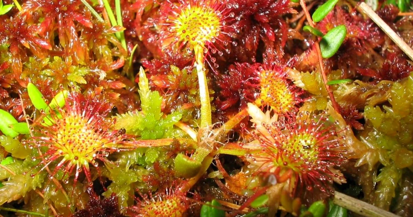 planta carnivora foto wikipedia.org