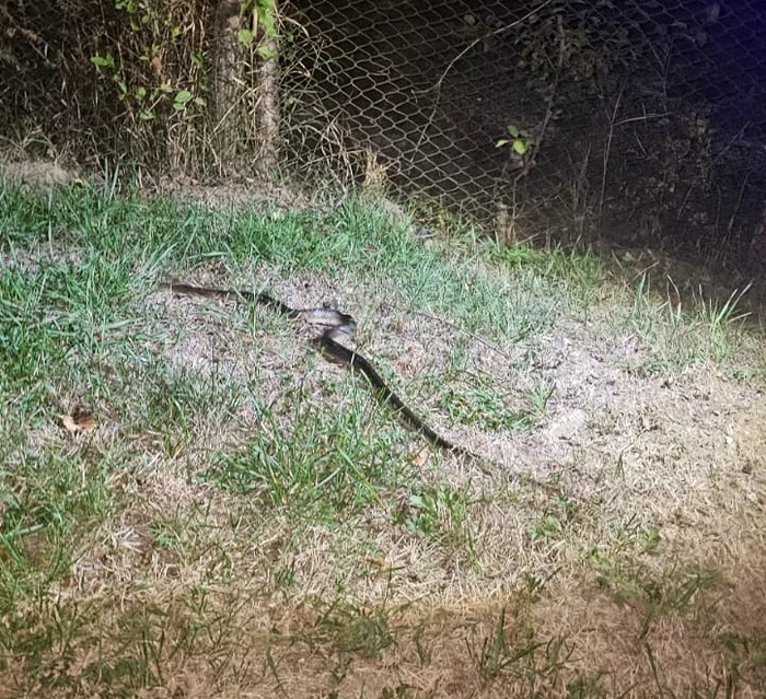 Șarpe de 1,5 metri descoperit într-o mașină Foto: IJJ Gorj