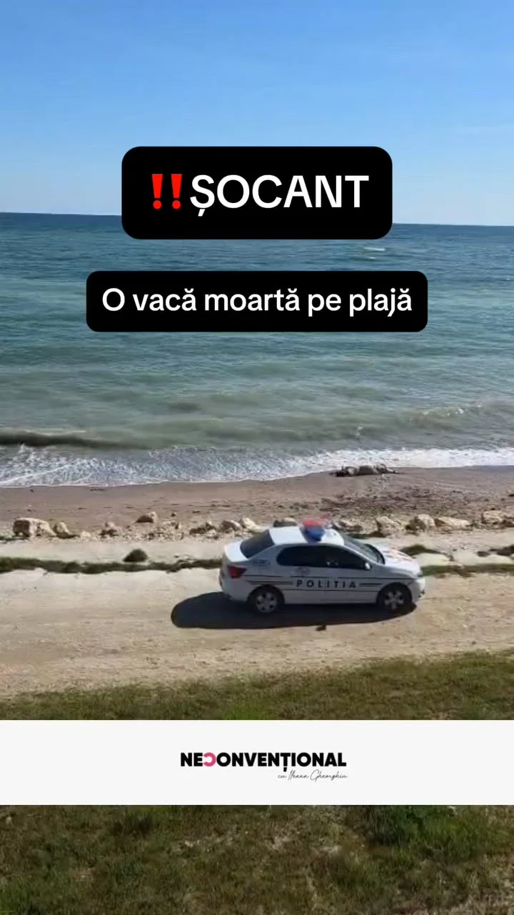 Descoperire neobișnuită pe litoral. O vacă moartă, observată pe o plajă în Constanța