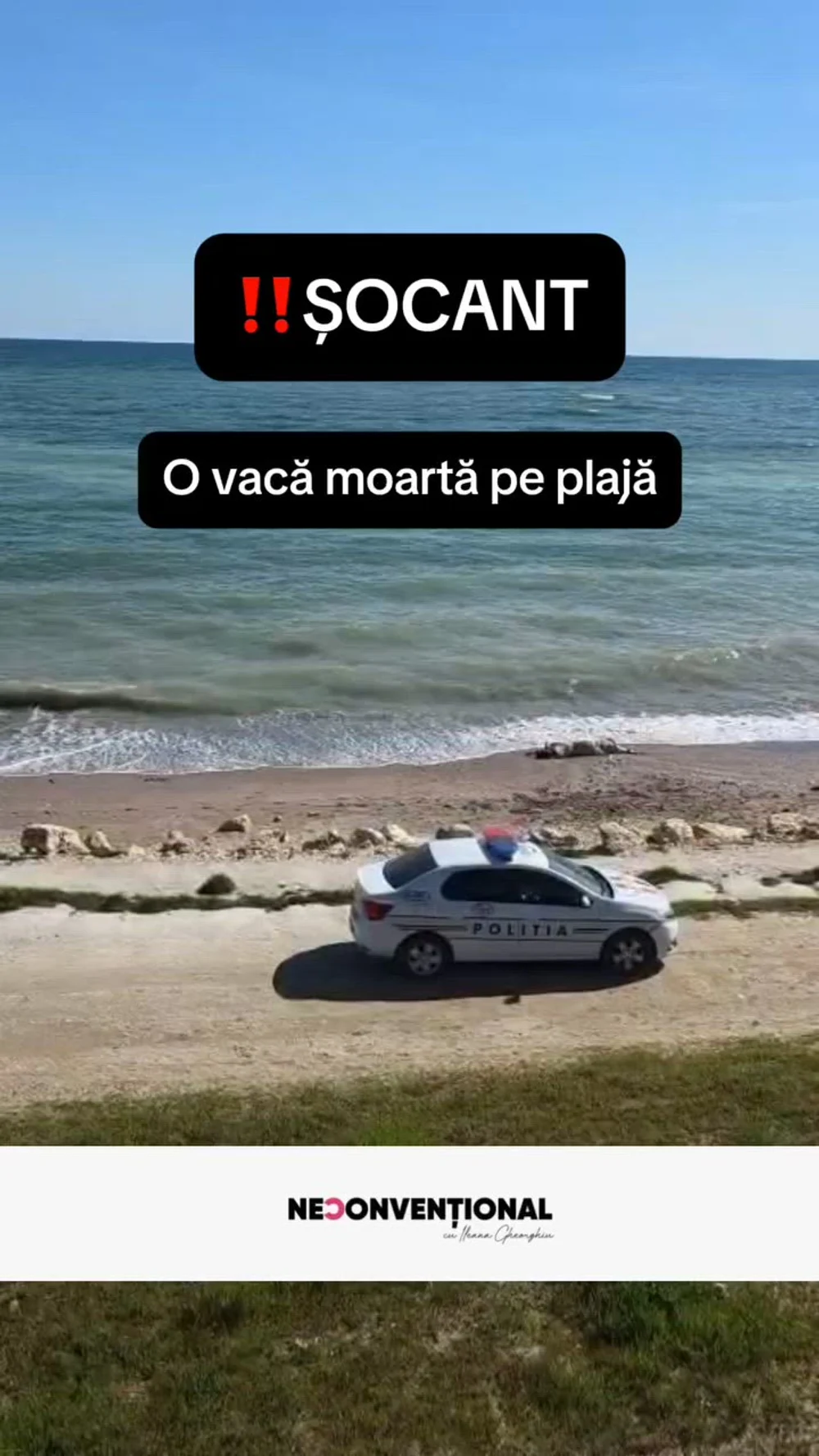 Descoperire neobișnuită pe litoral. O vacă moartă, observată pe o plajă în Constanța