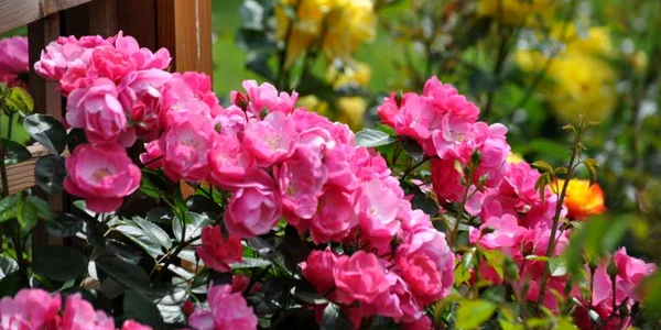 Colecţia de trandafiri de la Grădina Botanică din Galaţi FOTO Florin Matei